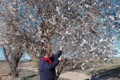 MIS-ALMENDROS